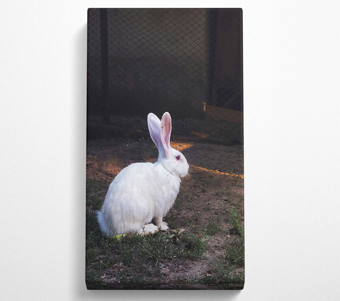  A Canvas Print of White Rabbit'S Shadow Canvas Wall Art