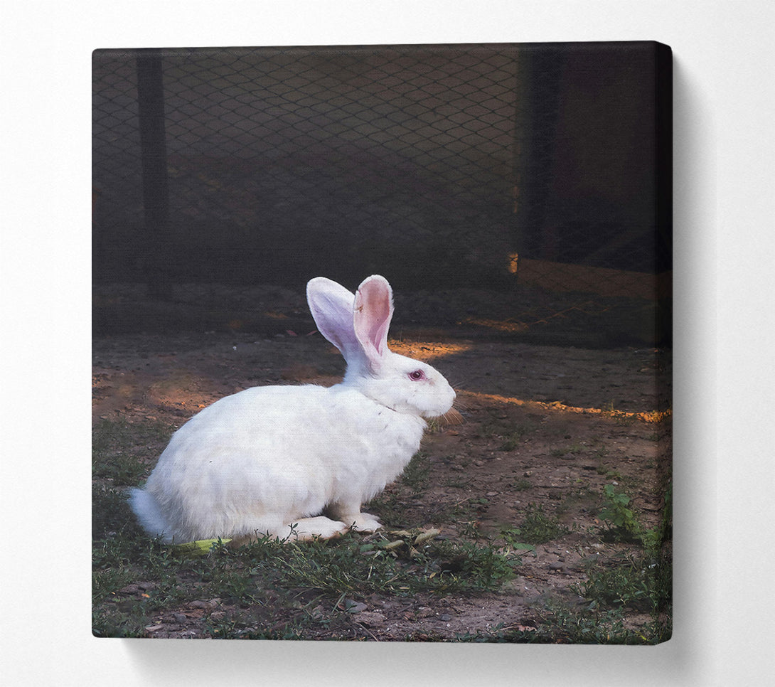  A Canvas Print of White Rabbit'S Shadow Canvas Wall Art