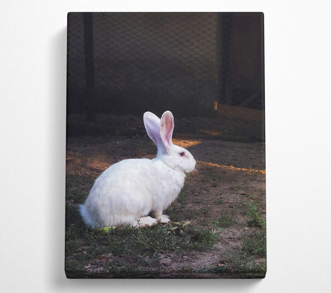  A Canvas Print of White Rabbit'S Shadow Canvas Wall Art