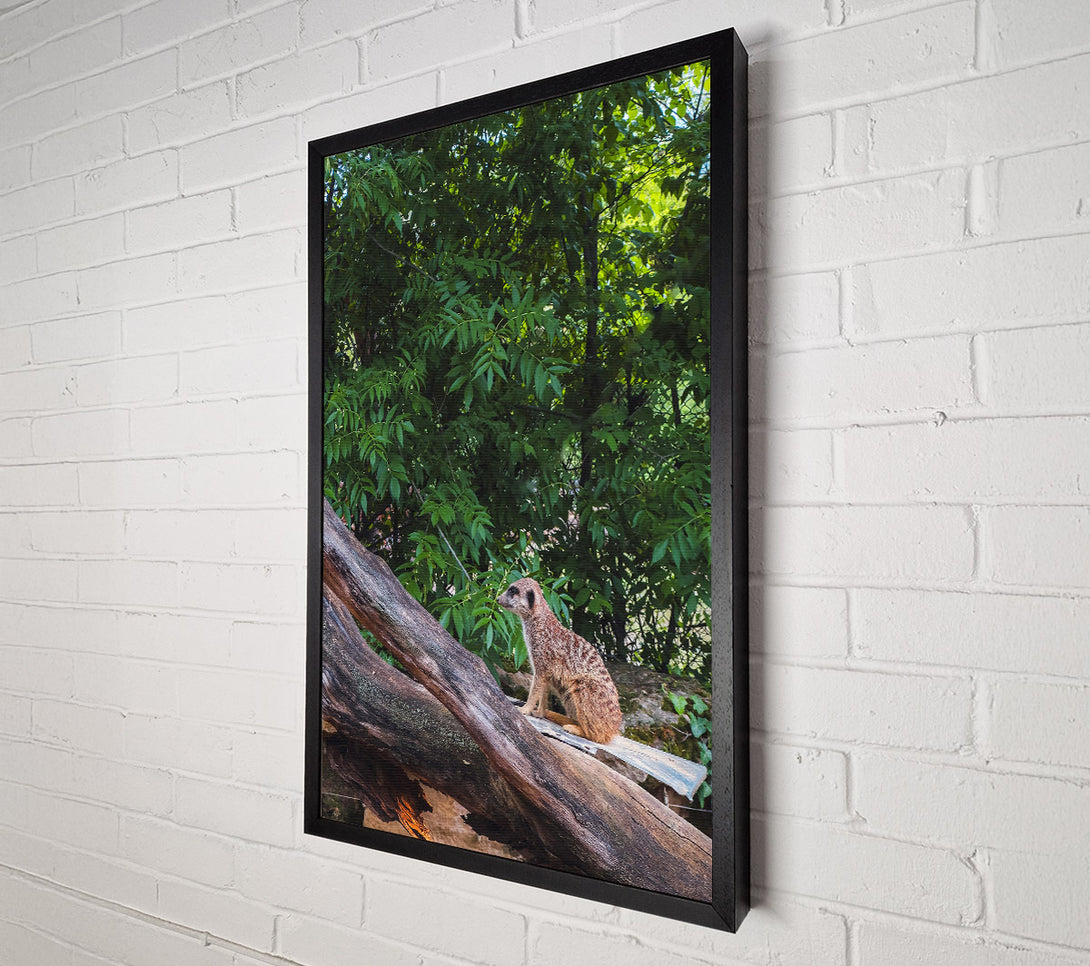  A Canvas Print of Green Lookout Meerkat Canvas Print