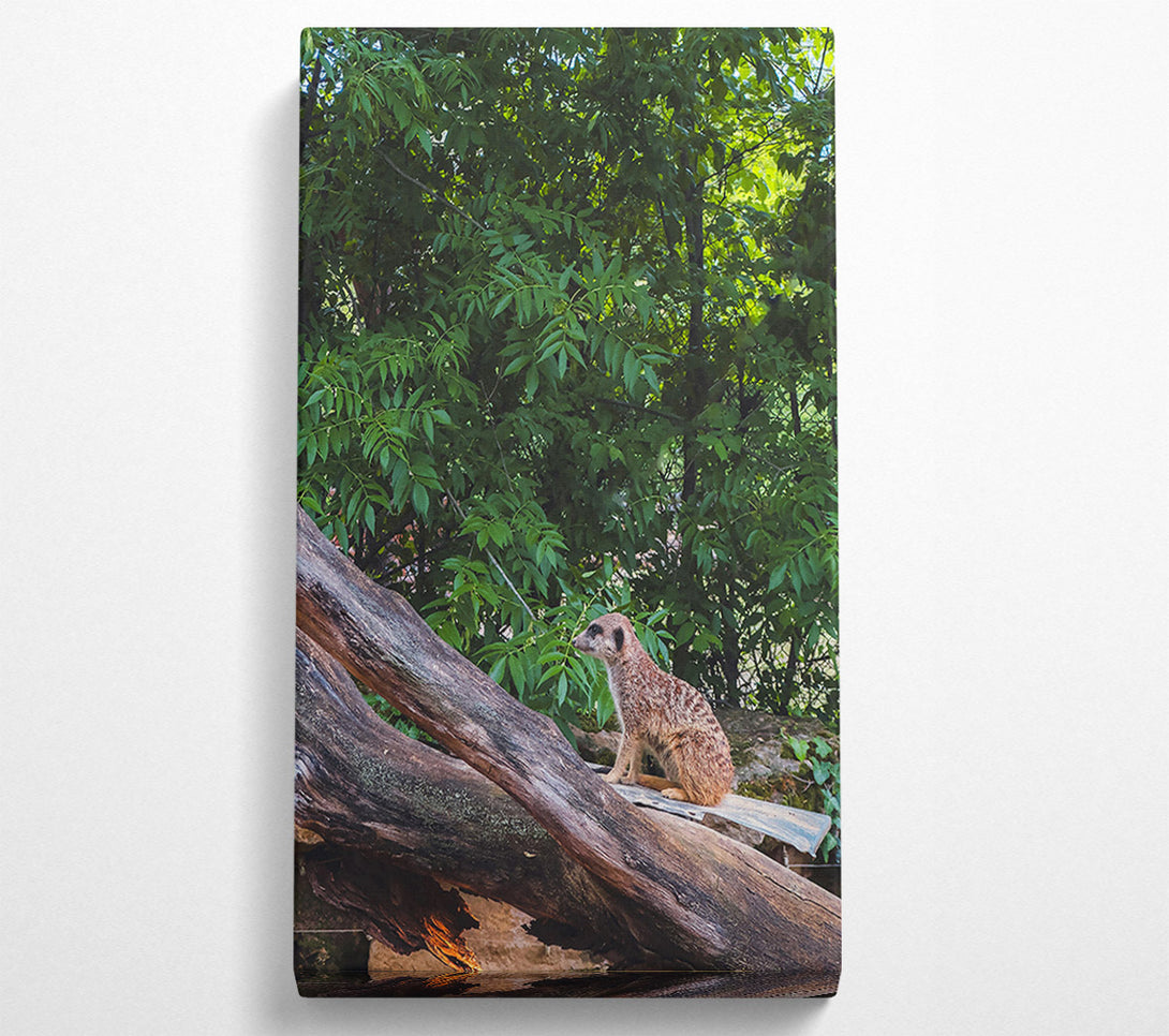  A Canvas Print of Green Lookout Meerkat Canvas Print