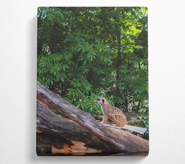  A Canvas Print of Green Lookout Meerkat Canvas Print