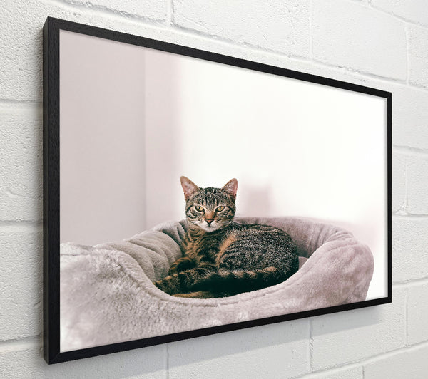 Grey Cat'S Bedtime