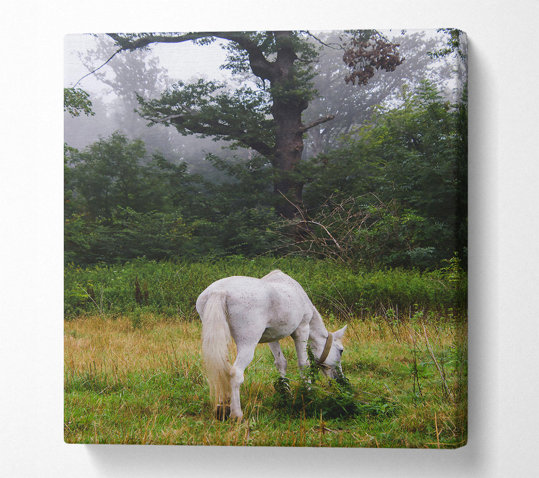  A Canvas Print of White Horse In The Mist Canvas Wall Art