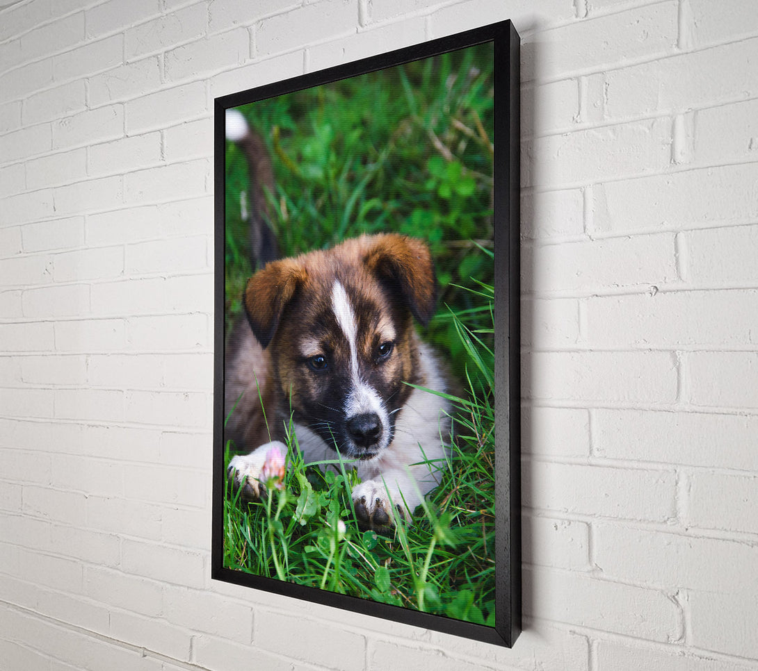  A Canvas Print of Brown Pup In The Grass Canvas Print