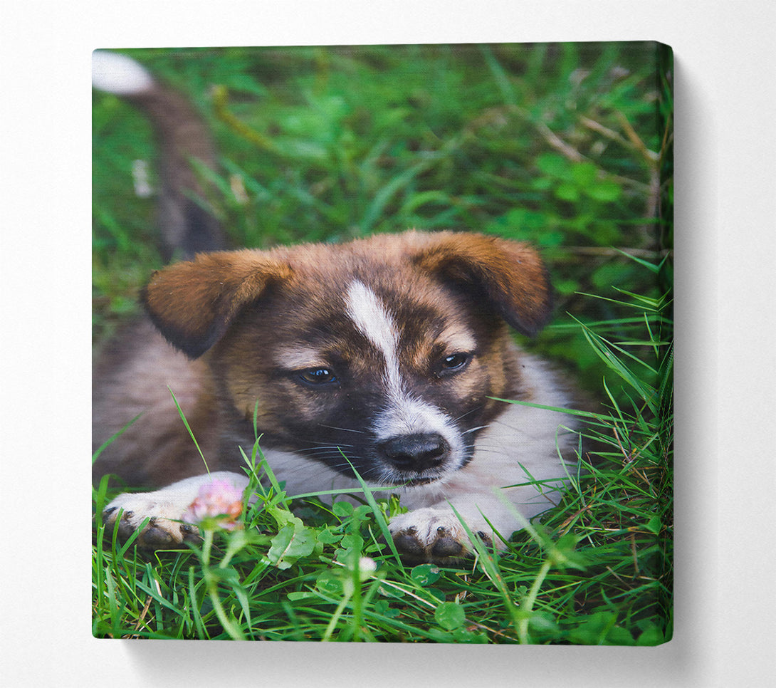  A Canvas Print of Brown Pup In The Grass Canvas Print
