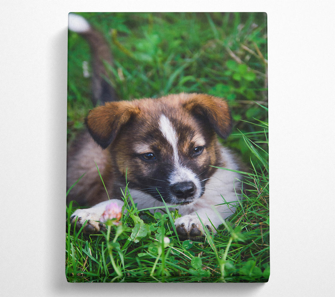  A Canvas Print of Brown Pup In The Grass Canvas Print