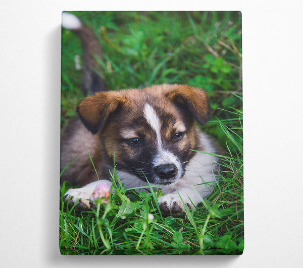  A Canvas Print of Brown Pup In The Grass Canvas Print