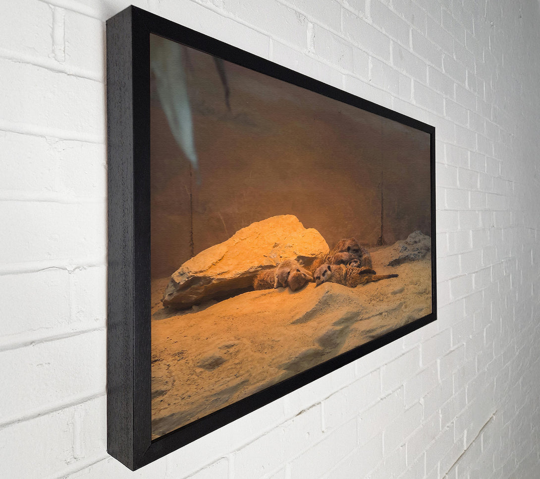  A Canvas Print of Golden Meerkat Huddle Canvas Art