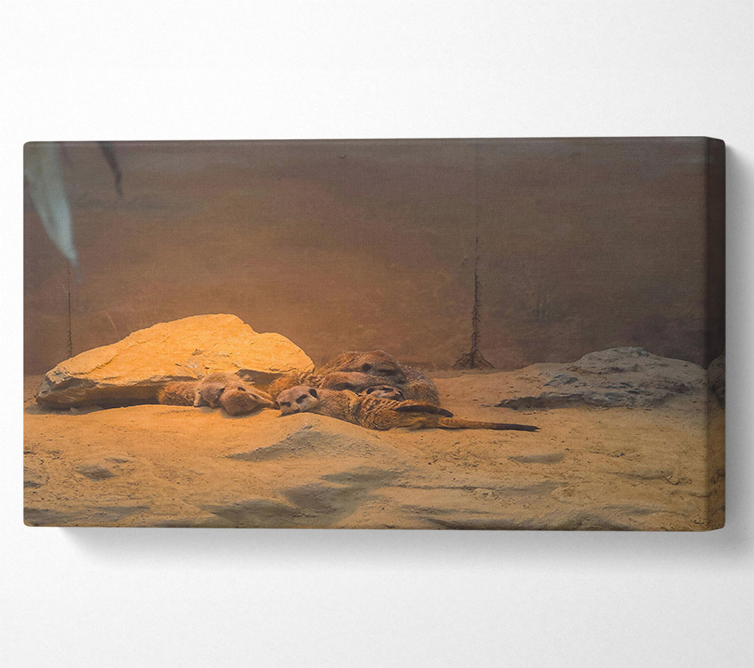  A Canvas Print of Golden Meerkat Huddle Canvas Art
