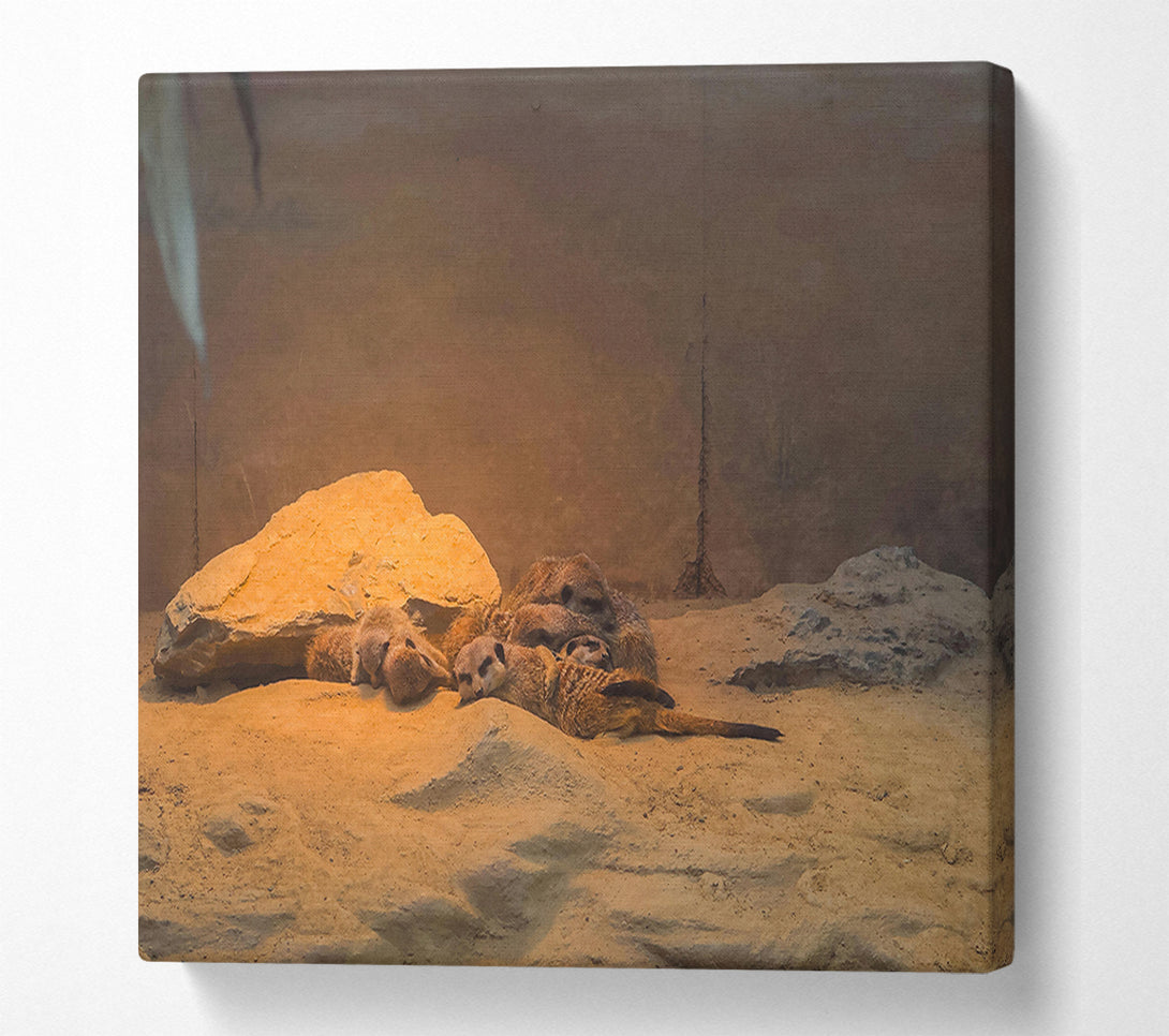  A Canvas Print of Golden Meerkat Huddle Canvas Art