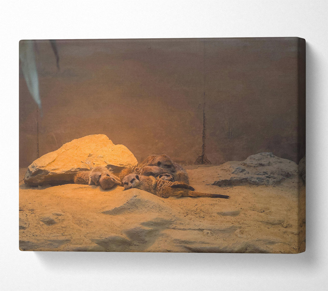  A Canvas Print of Golden Meerkat Huddle Canvas Art
