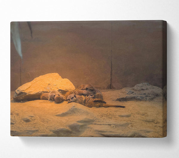  A Canvas Print of Golden Meerkat Huddle Canvas Art