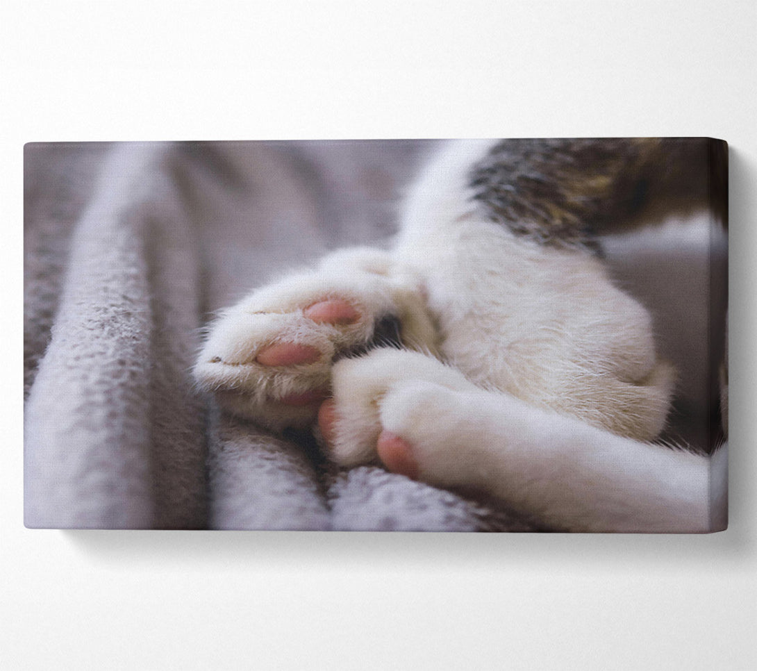  A Canvas Print of White Paws Resting Canvas Wall Art