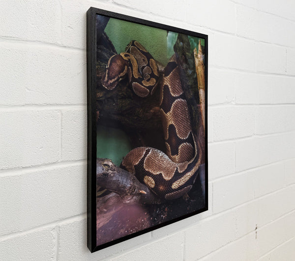 Brown Snake Coiling