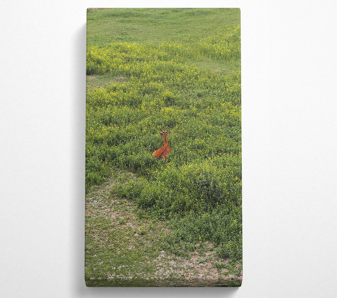  A Canvas Print of Hidden Brown Deer Canvas Wall Art
