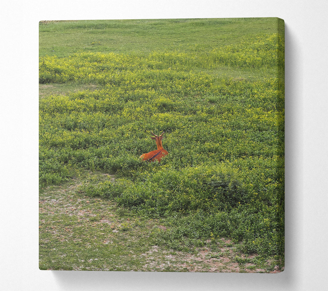  A Canvas Print of Hidden Brown Deer Canvas Wall Art