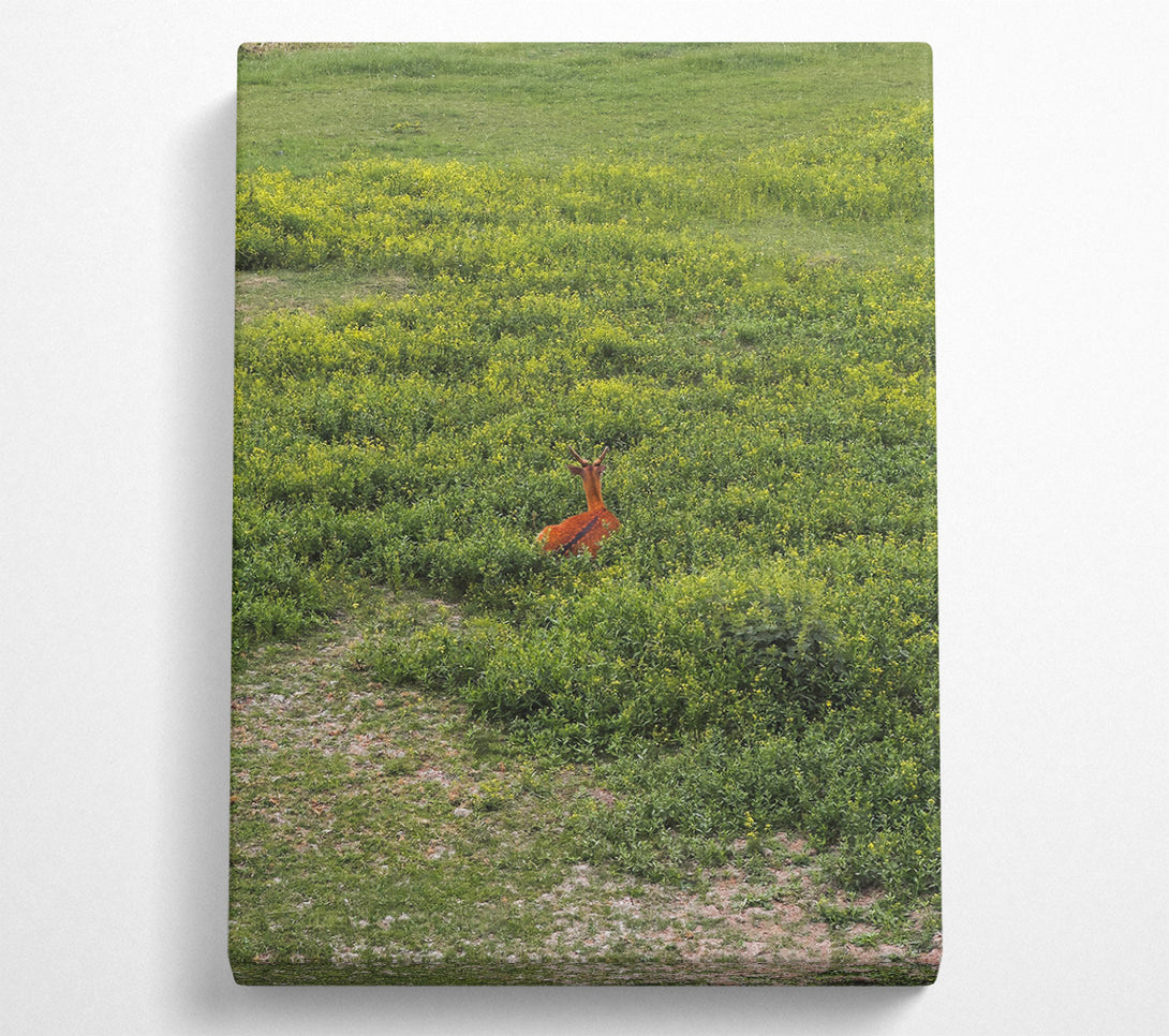  A Canvas Print of Hidden Brown Deer Canvas Wall Art