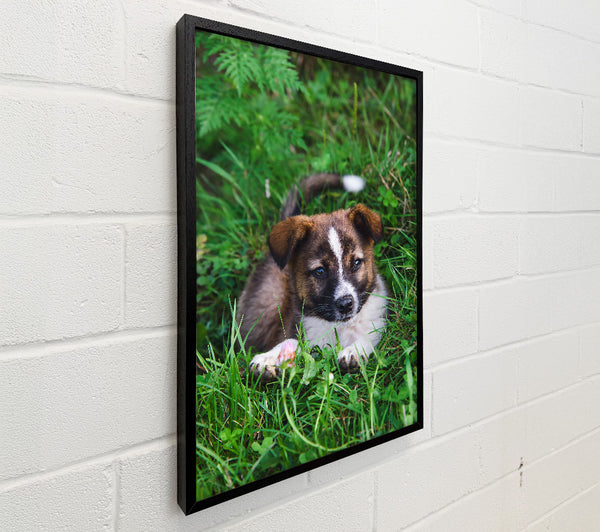 Brown Puppy In Green Grass