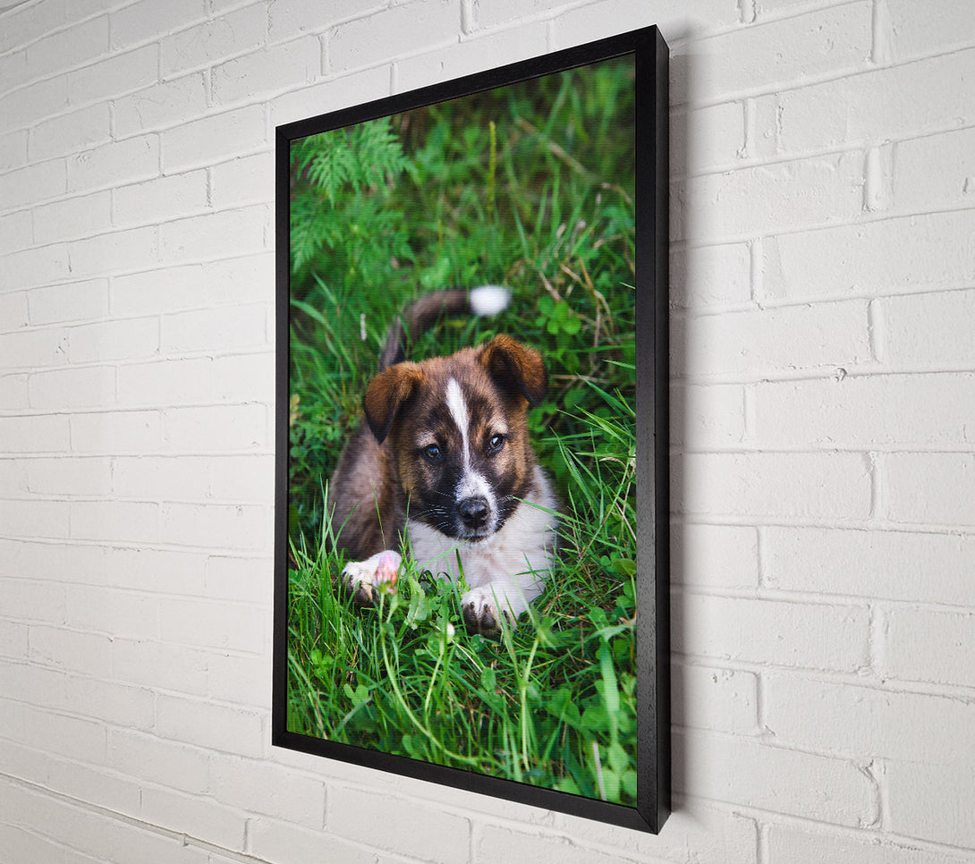  A Canvas Print of Brown Puppy In Green Grass Canvas Print