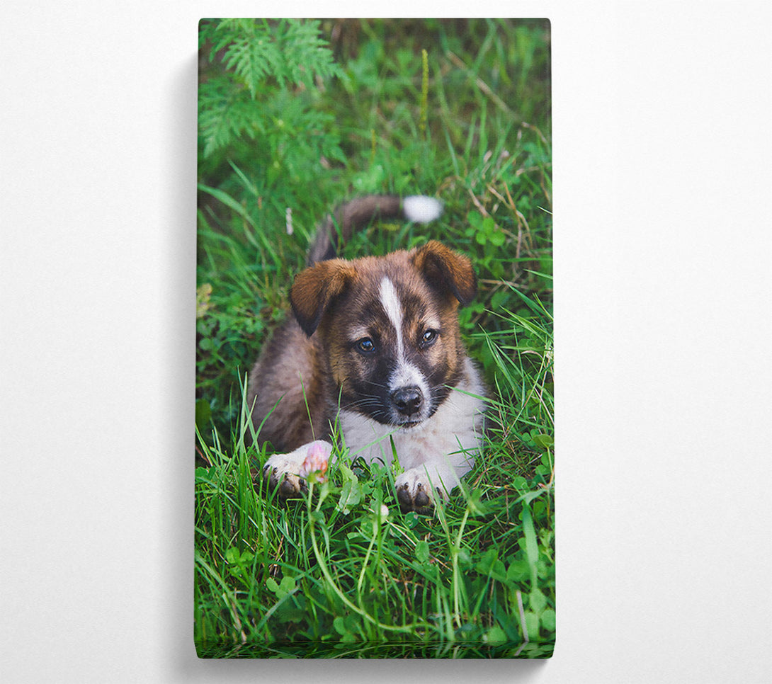  A Canvas Print of Brown Puppy In Green Grass Canvas Print