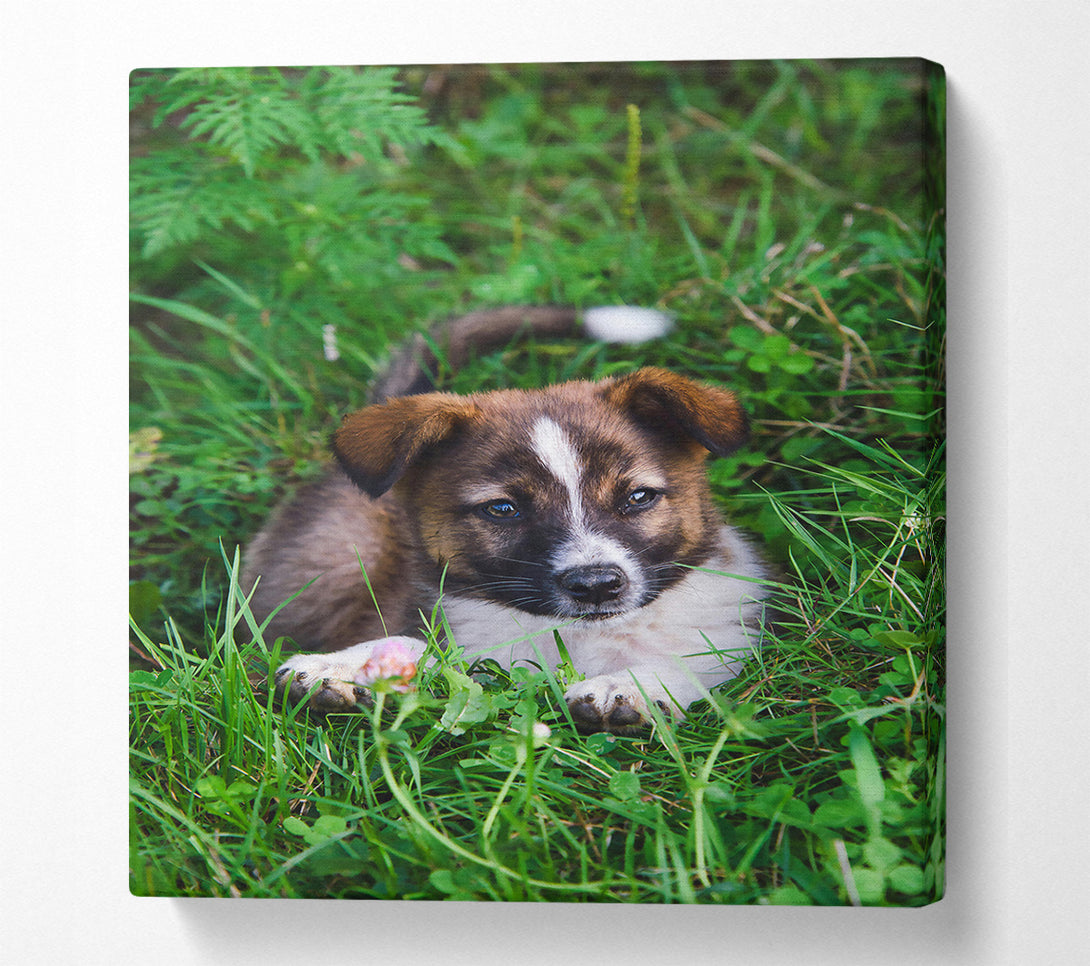  A Canvas Print of Brown Puppy In Green Grass Canvas Print