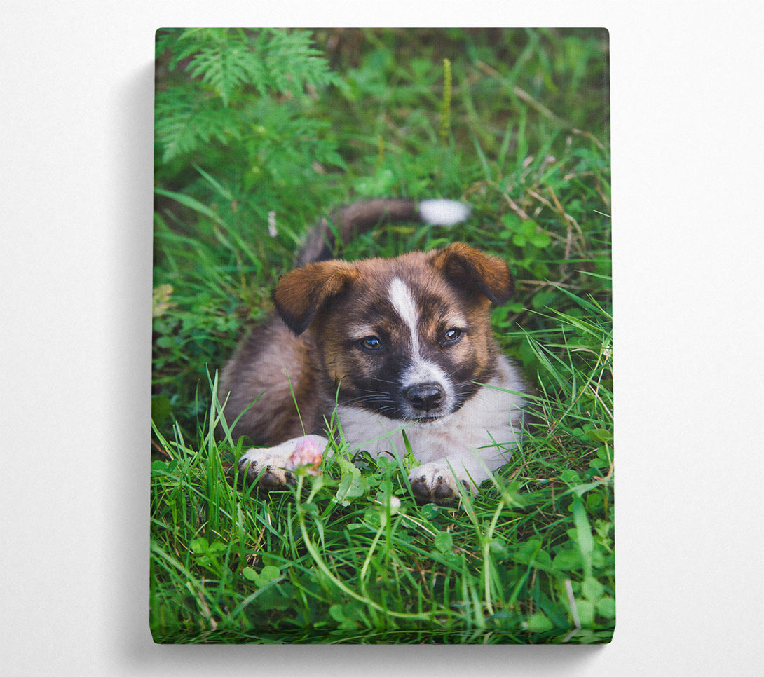  A Canvas Print of Brown Puppy In Green Grass Canvas Print