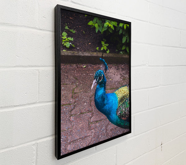 Blue Peacock Stroll