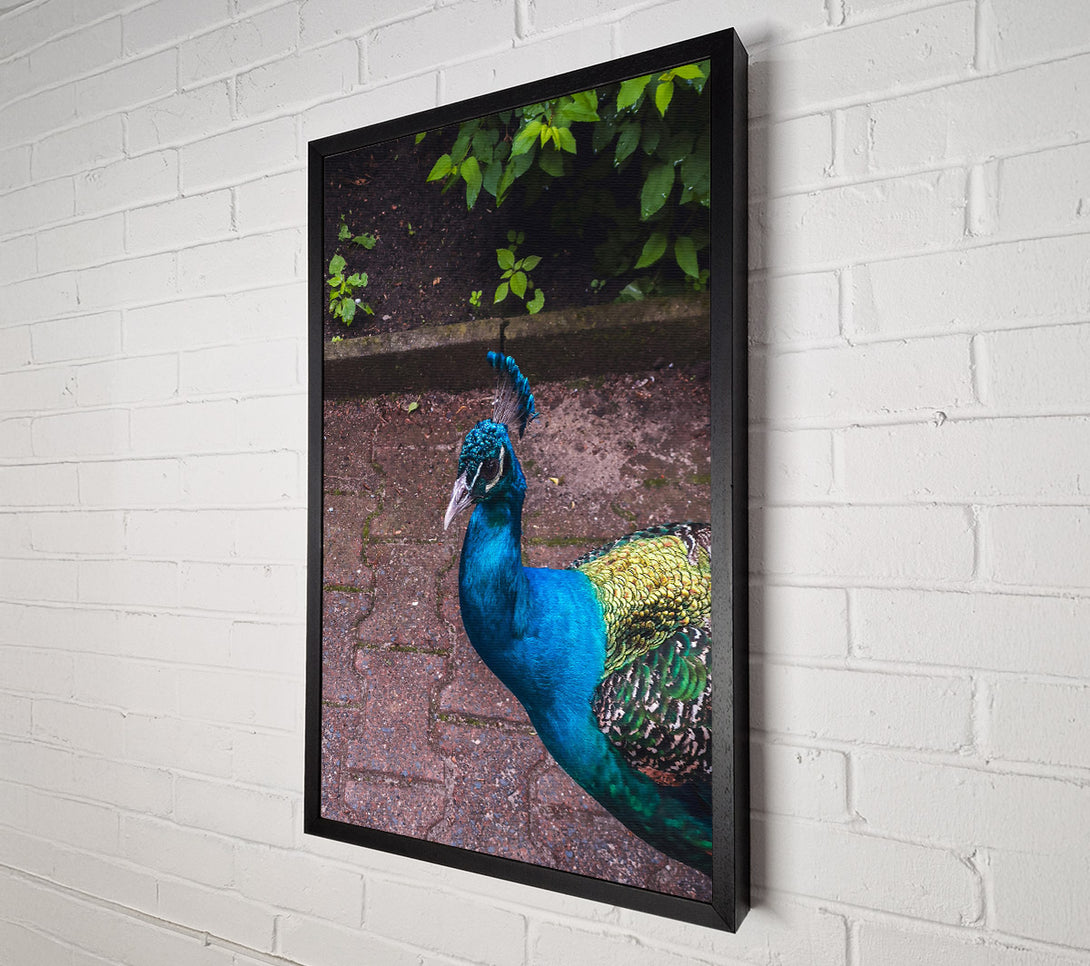  A Canvas Print of Blue Peacock Stroll Canvas Print