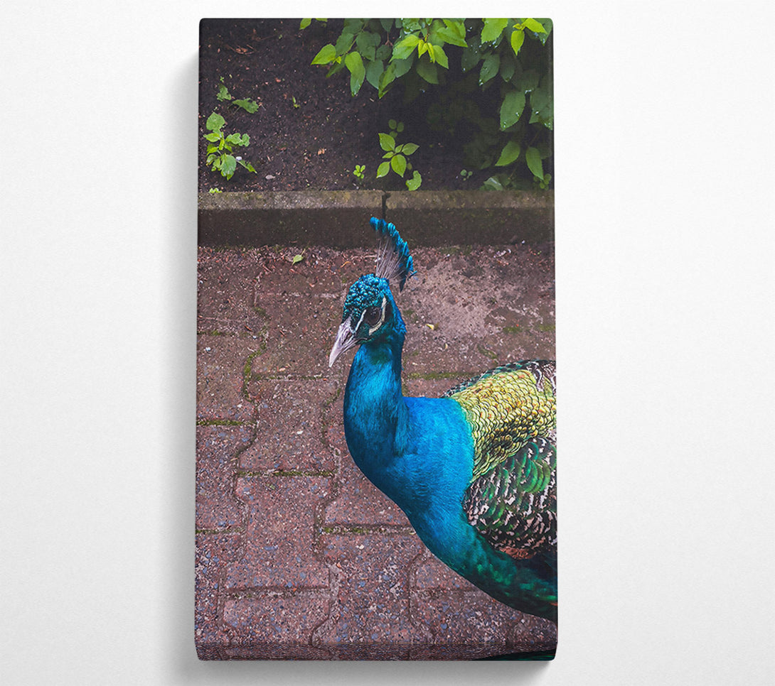  A Canvas Print of Blue Peacock Stroll Canvas Print