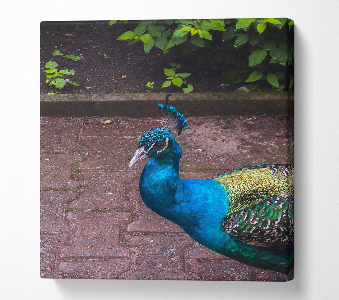  A Canvas Print of Blue Peacock Stroll Canvas Print