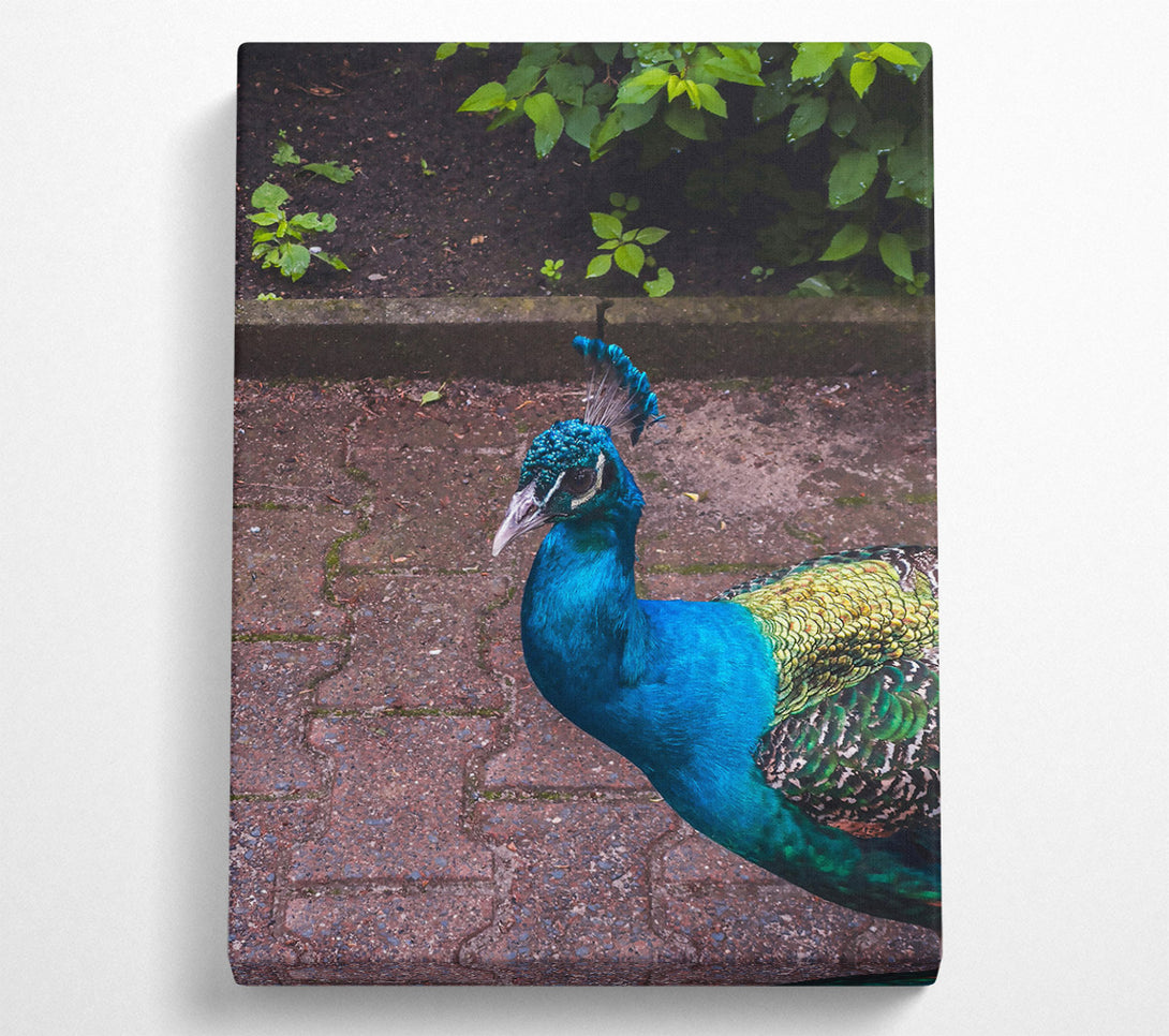 A Canvas Print of Blue Peacock Stroll Canvas Print