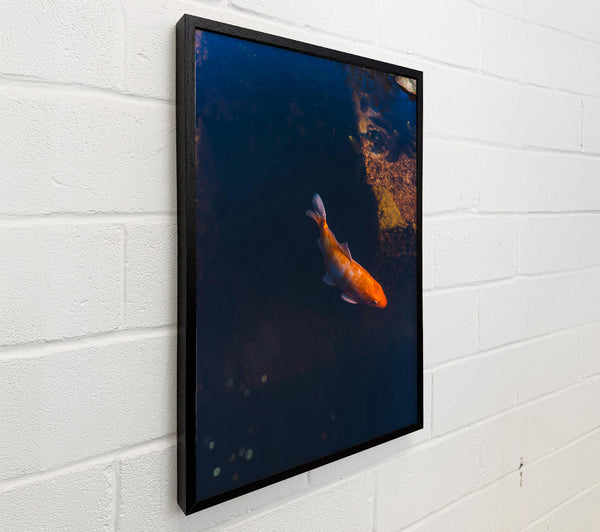 Orange Koi In Blue Water