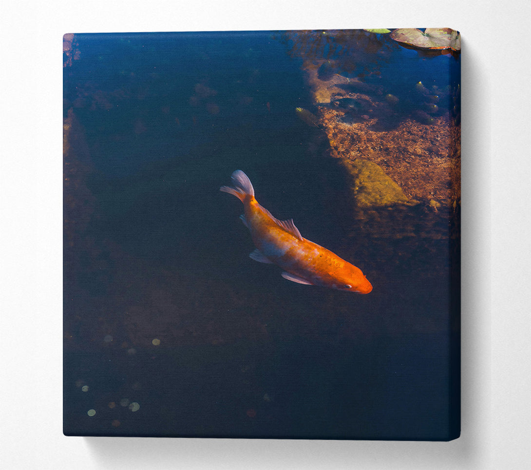  A Canvas Print of Orange Koi In Blue Water Canvas Wall Art