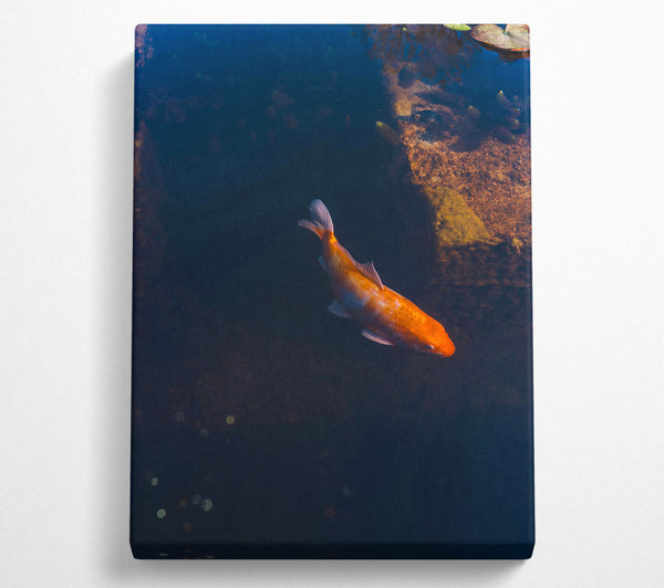  A Canvas Print of Orange Koi In Blue Water Canvas Wall Art