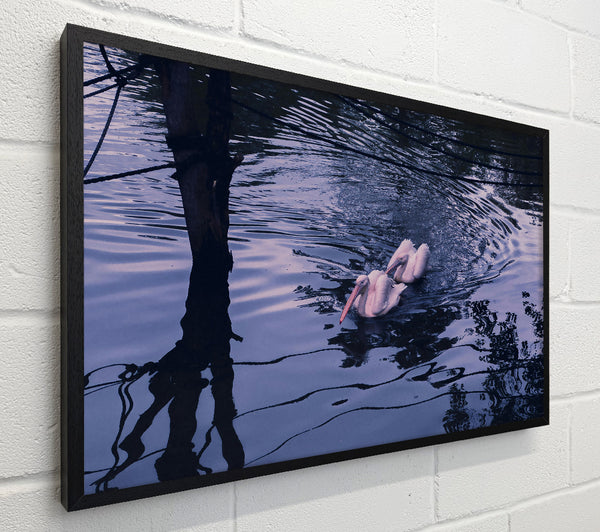 Indigo Water Pelicans