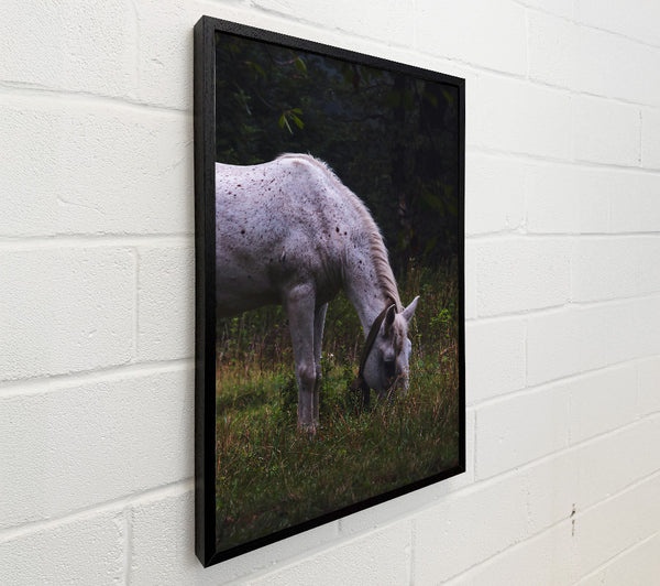White Horse Grazing Green