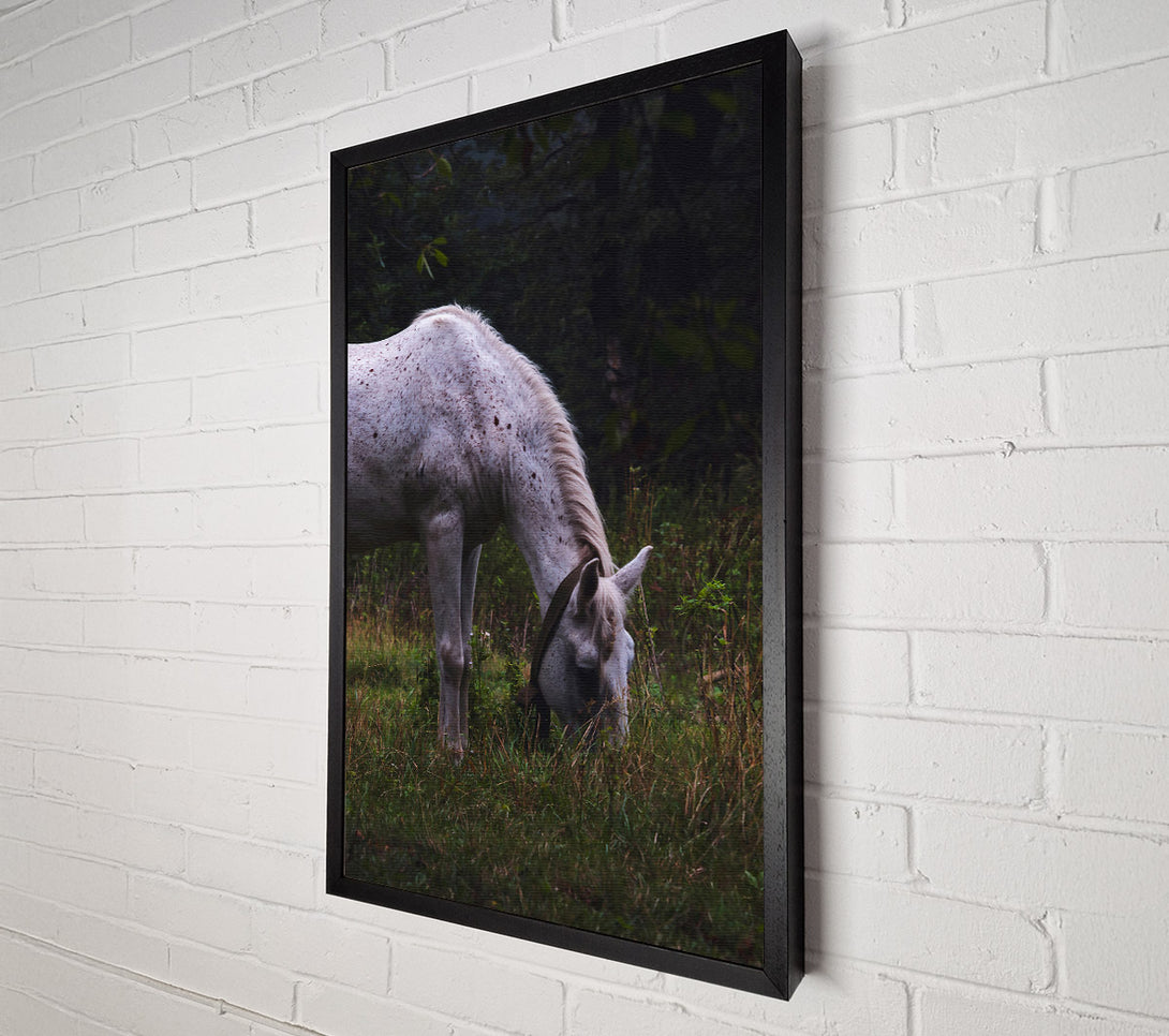  A Canvas Print of White Horse Grazing Green Canvas Print