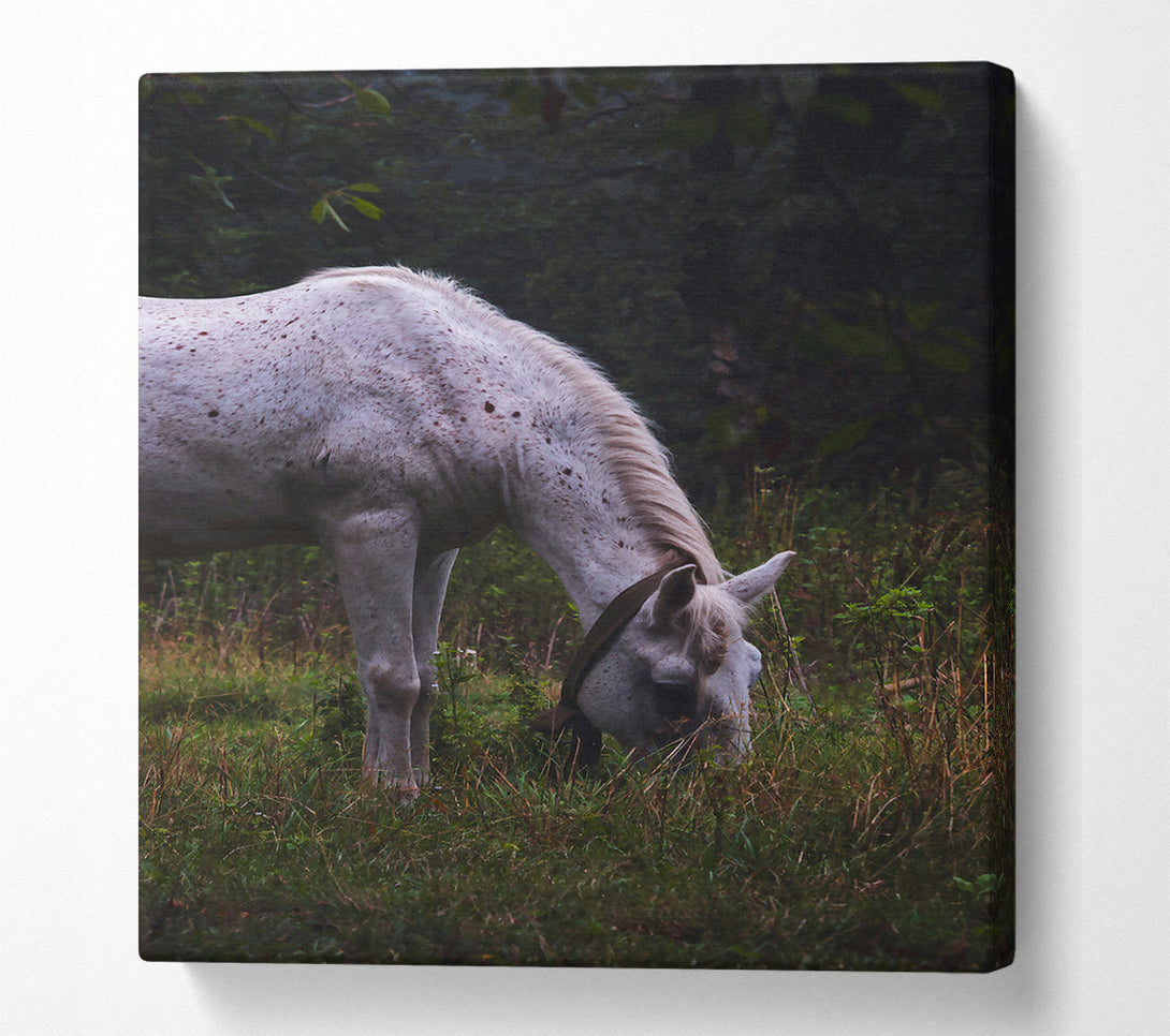  A Canvas Print of White Horse Grazing Green Canvas Print