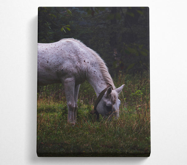  A Canvas Print of White Horse Grazing Green Canvas Print