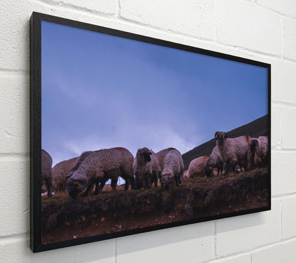 Blue Dusk Flock