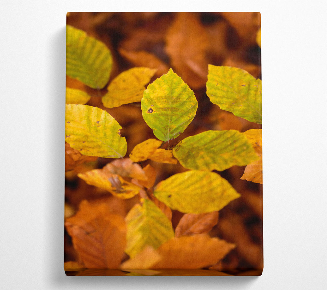  A Canvas Print of Golden Autumn Leaves Canvas Wall Art