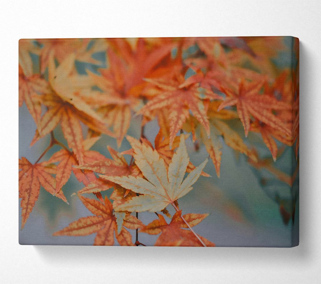  A Canvas Print of Autumn'S Orange Embrace Canvas Wall Art