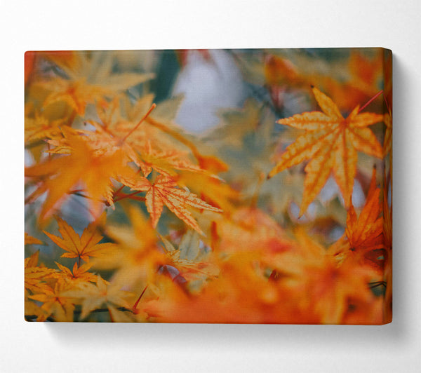  A Canvas Print of Orange Autumn Leaves Canvas Art