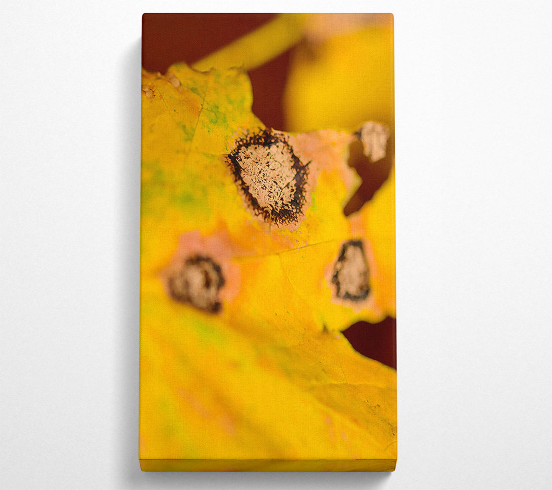  A Canvas Print of Golden Autumn Spots Canvas Wall Art