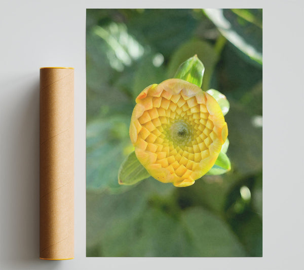 Golden Budding Bloom Poster