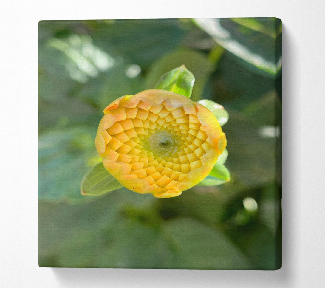  A Canvas Print of Golden Budding Bloom Canvas Art