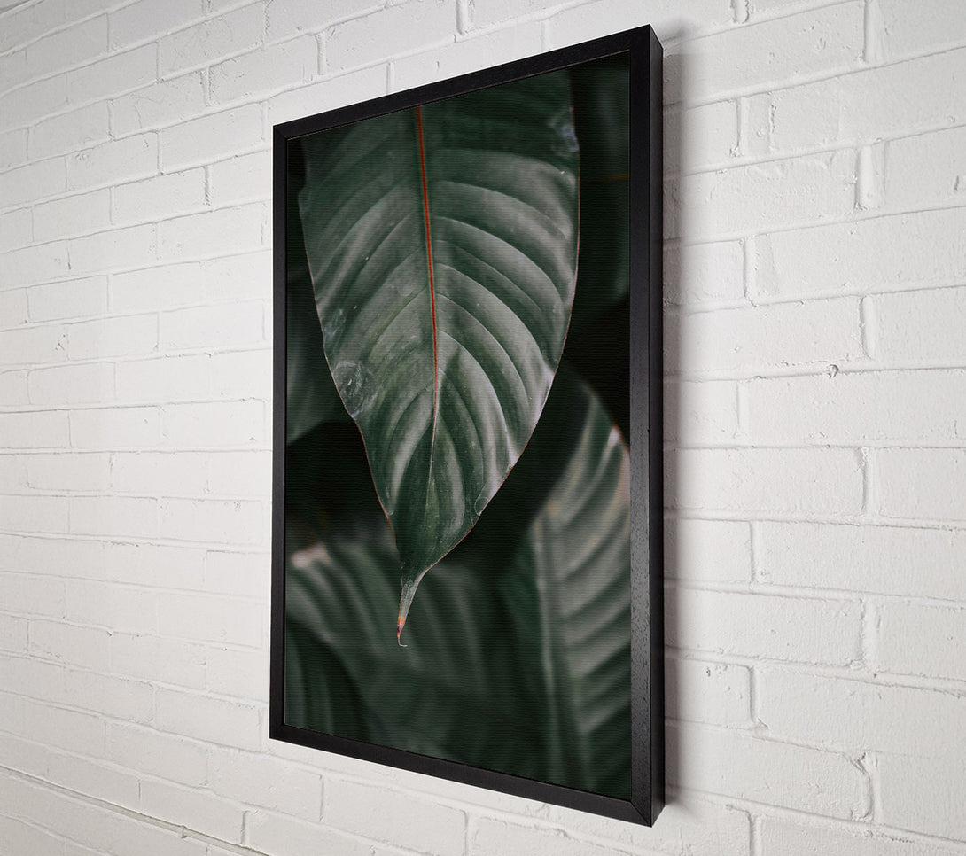  A Canvas Print of Emerald Green Leaf Vein. Canvas Print