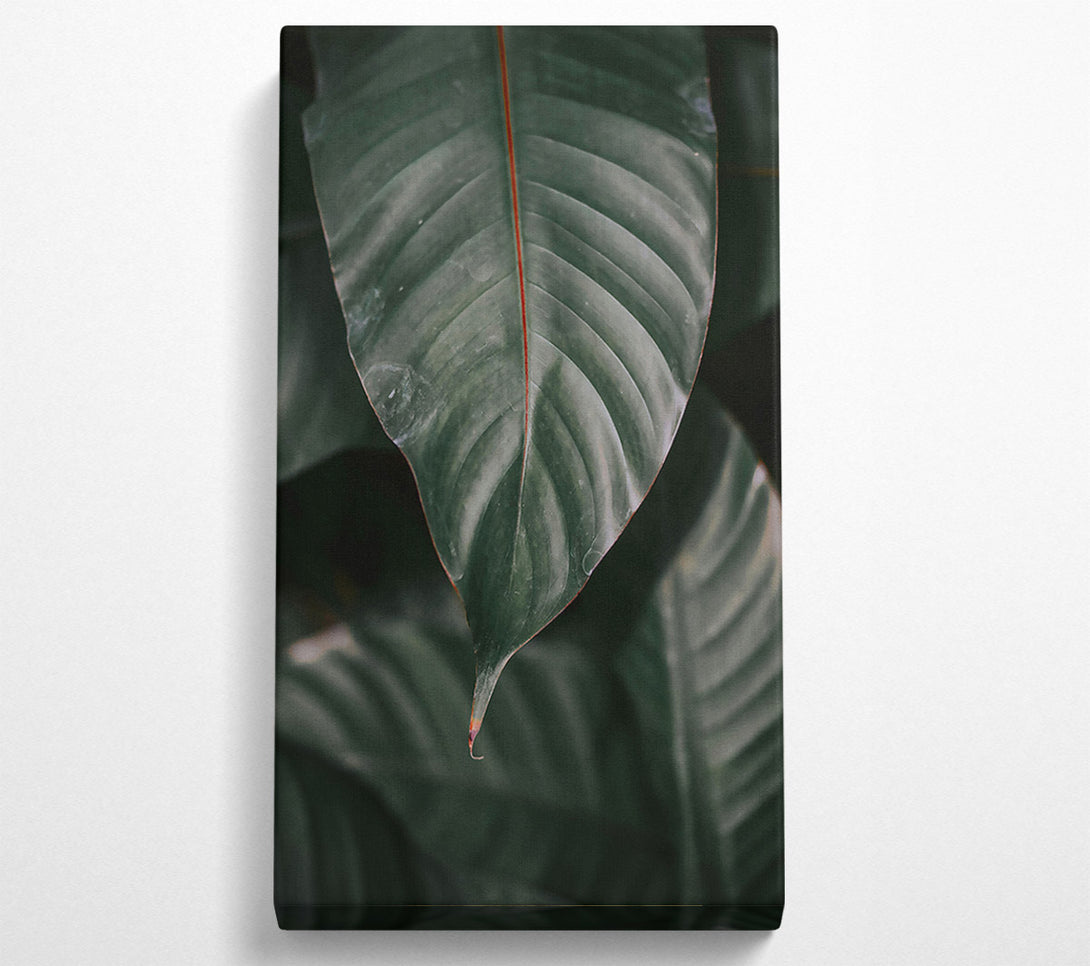  A Canvas Print of Emerald Green Leaf Vein. Canvas Print