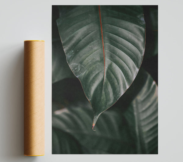 Emerald Green Leaf Vein. Giclee Print